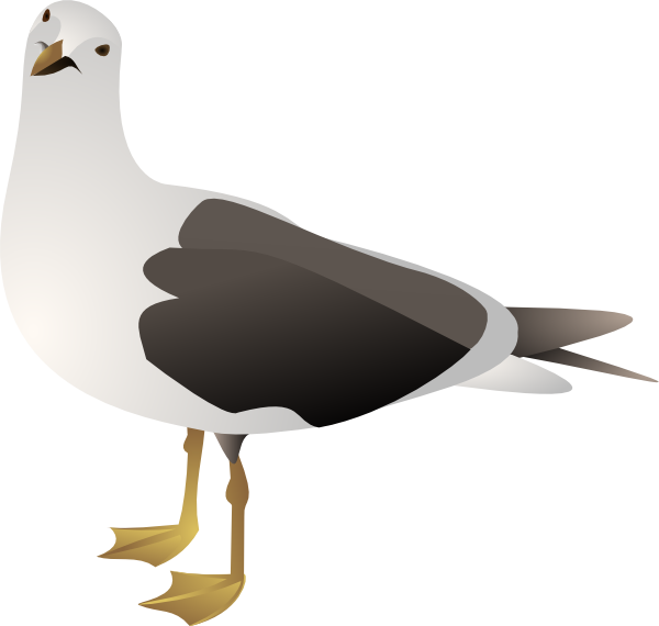 Gull Transparent PNG Image