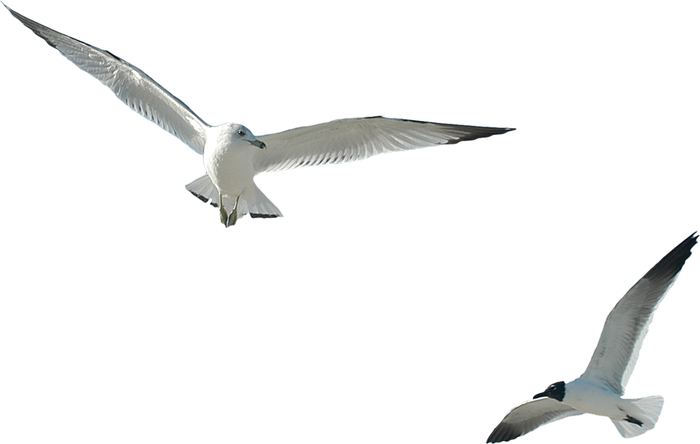 Gull Transparent PNG Image
