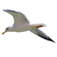 Gull PNG