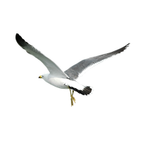 Gull PNG