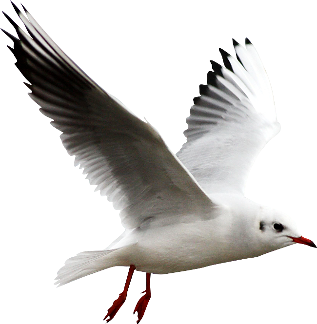 Gull Transparent PNG Image