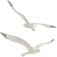 Gull PNG