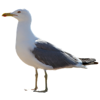 Gull PNG