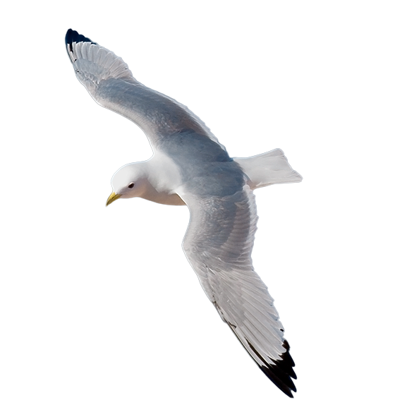 Gull Transparent PNG Image