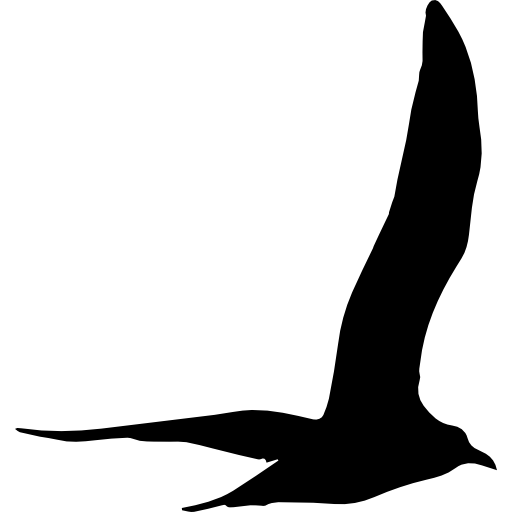 Gull Transparent PNG Image