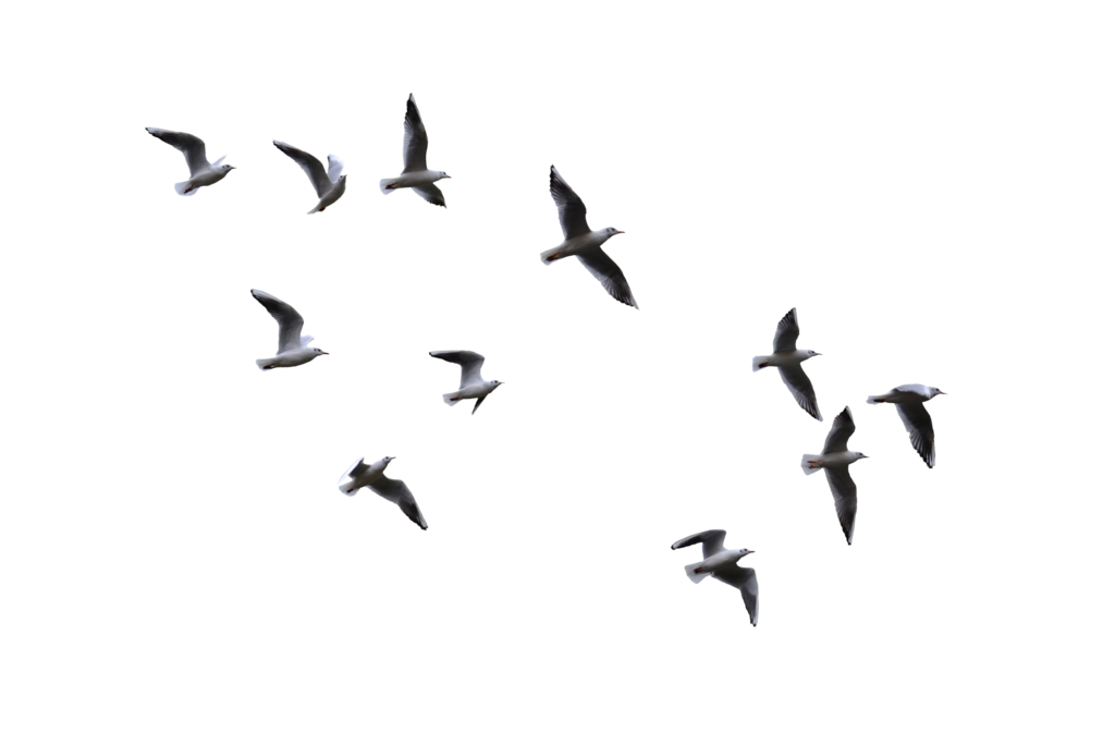 Gull Transparent PNG Image