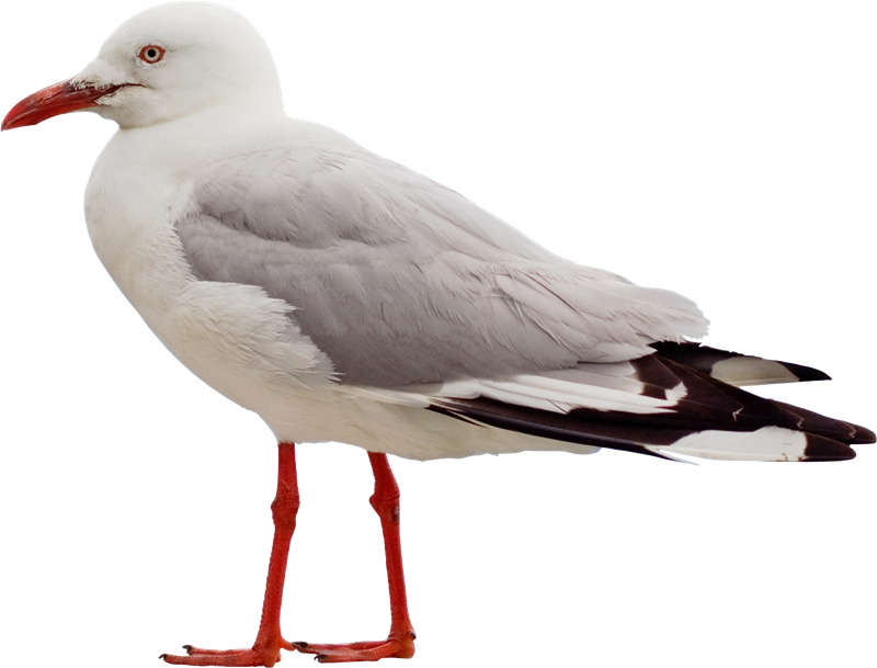 Gull Transparent PNG Image