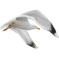 Gull PNG