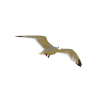 Gull PNG