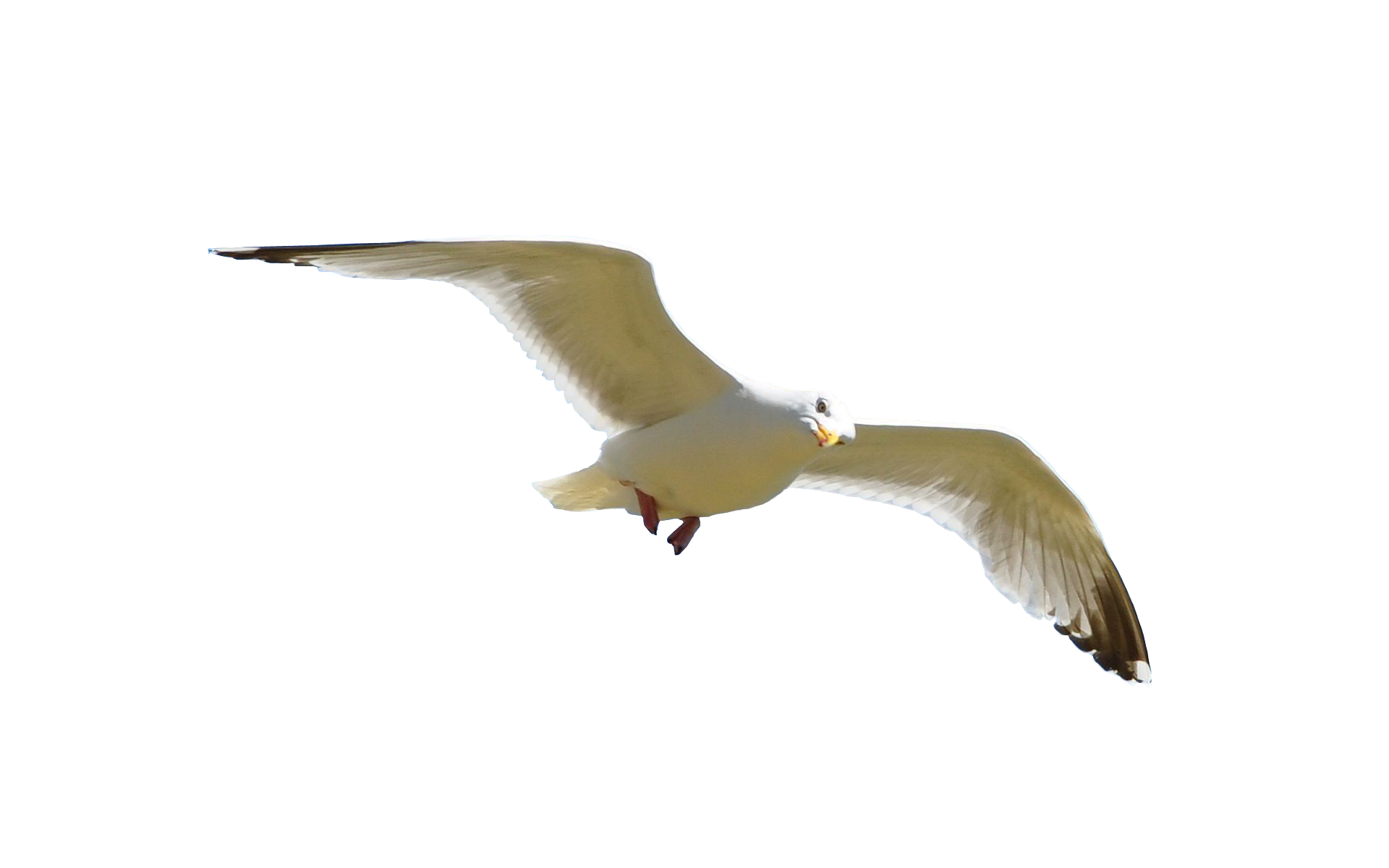 Gull Transparent PNG Image