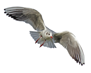 Gull Transparent PNG Image