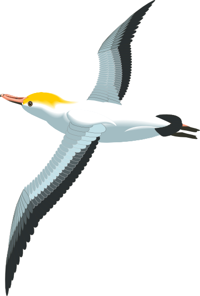 Gull Transparent PNG Image
