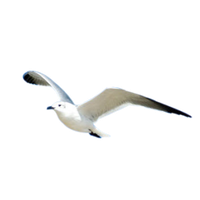 Gull PNG