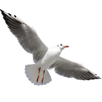 Gull PNG