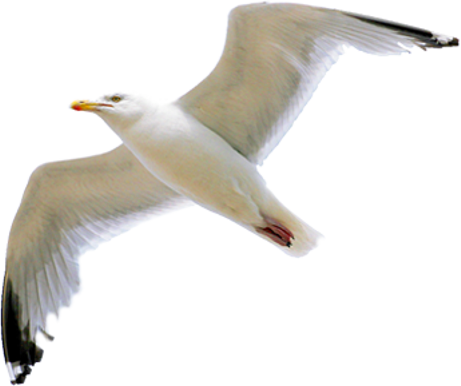 Gull Transparent PNG Image
