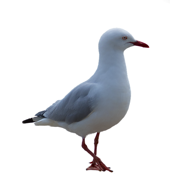 Gull Transparent PNG Image