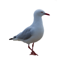 Gull PNG