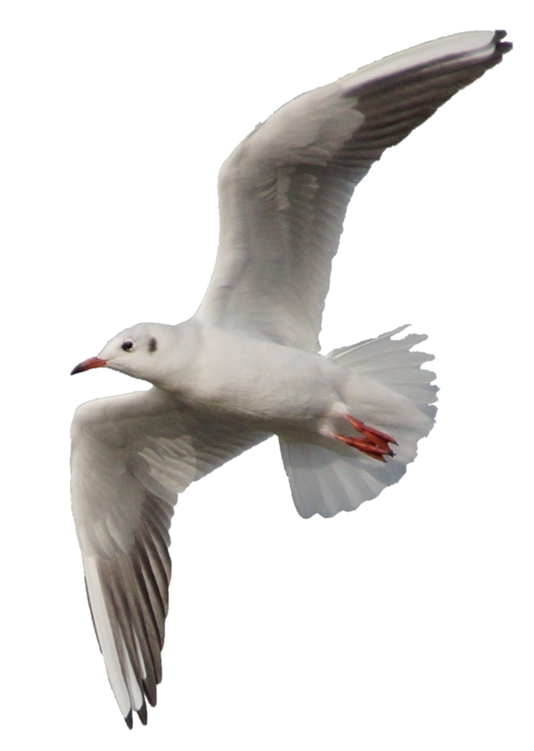 Gull Transparent PNG Image