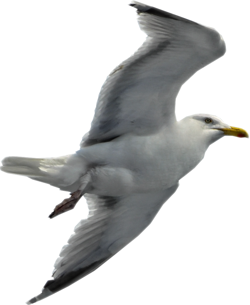 Gull Transparent PNG Image