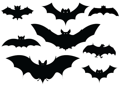 Halloween Bat Picture PNG Image