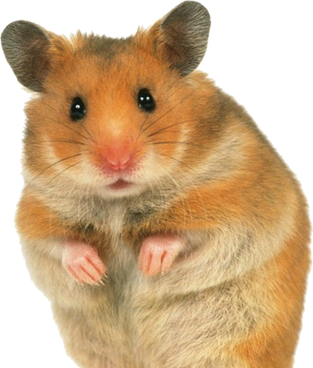 Hamster Transparent PNG Image