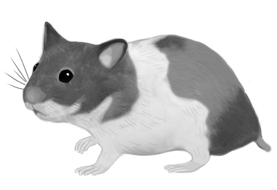 Hamster Transparent PNG Image