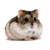 Hamster PNG