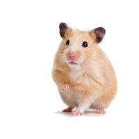Hamster PNG