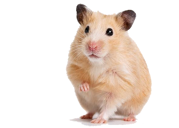 Hamster Transparent PNG Image