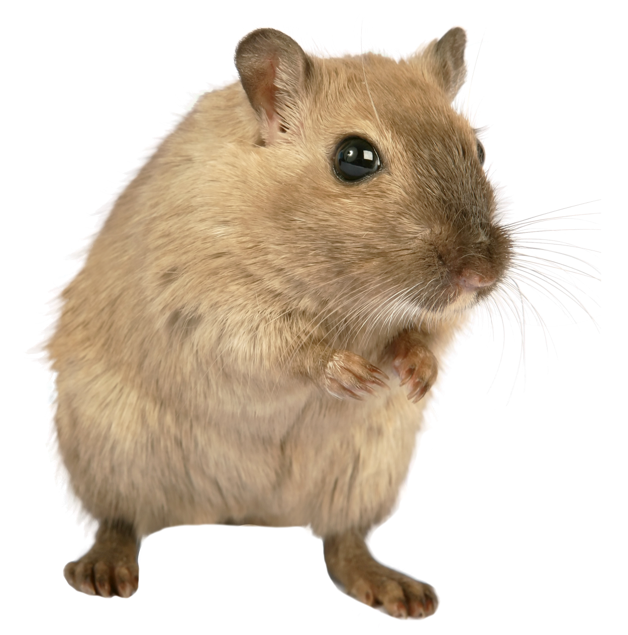 Hamster Transparent PNG Image