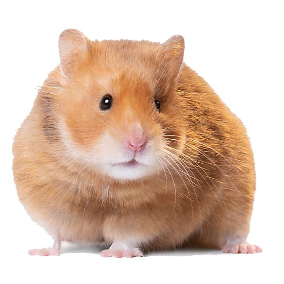 Hamster Transparent PNG Image