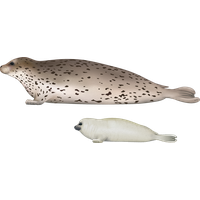Harbor seal Transparent PNG Image