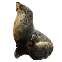 Harbor seal Transparent PNG Image