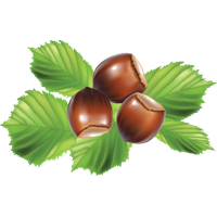 Hazelnut Transparent PNG Image