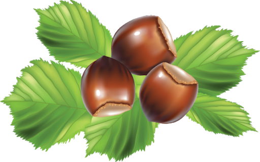 Hazelnut Transparent PNG Image