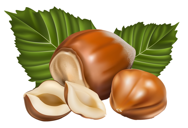 Hazelnut Transparent PNG Image