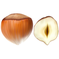 Hazelnut PNG