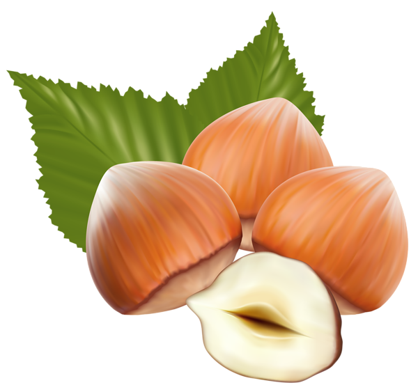 Hazelnut Transparent PNG Image