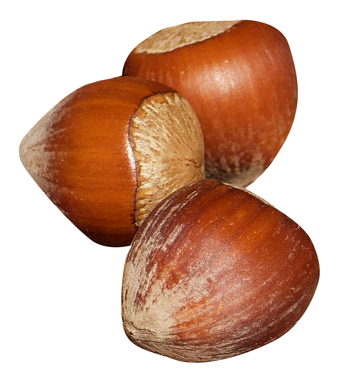 Hazelnut Transparent PNG Image