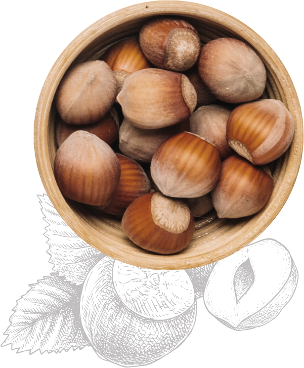 Hazelnut Transparent PNG Image
