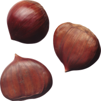 Hazelnut PNG