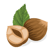 Hazelnut PNG