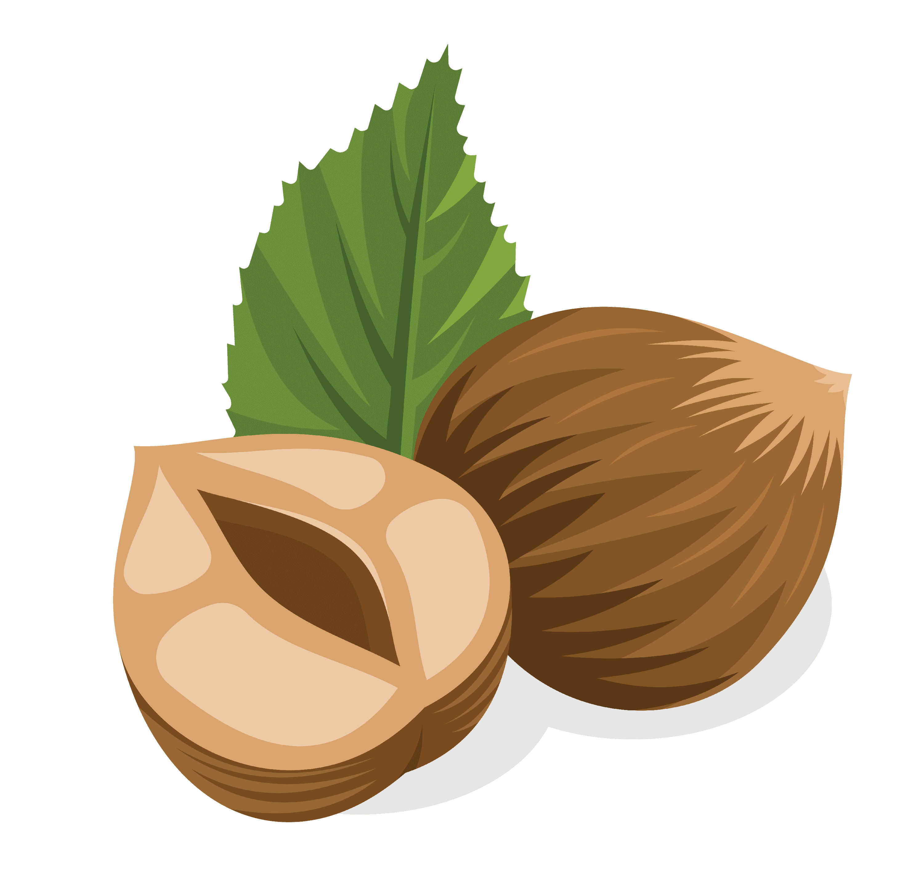 Hazelnut Transparent PNG Image