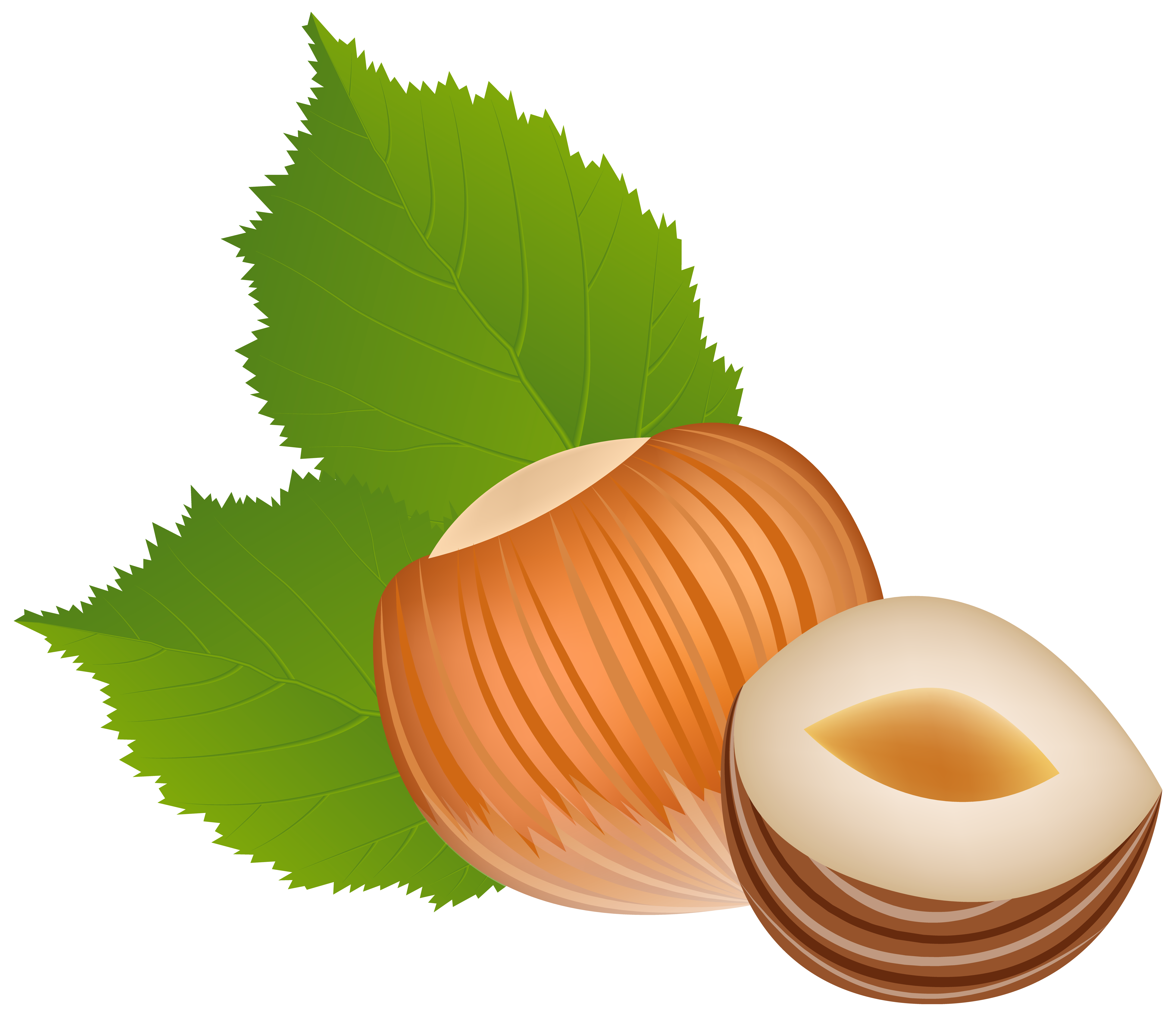 Hazelnut Transparent PNG Image