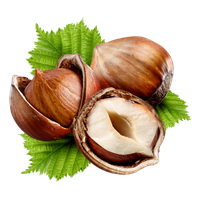 Hazelnut PNG