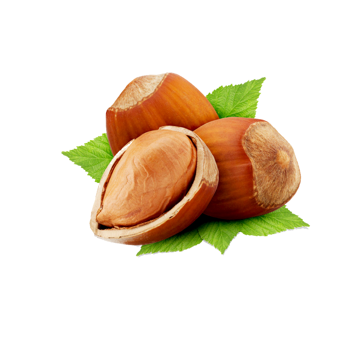 Hazelnut Transparent PNG Image