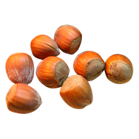 Hazelnut PNG