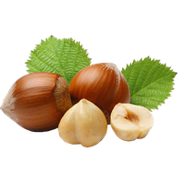 Hazelnut PNG