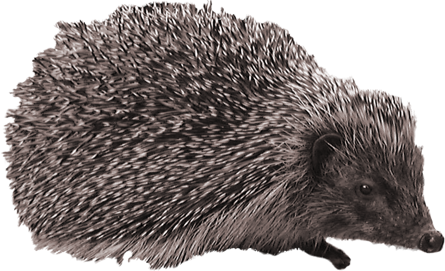 Hedgehog Transparent PNG Image