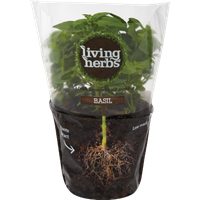 Basil Living Pot Leaf Herbs PNG Image